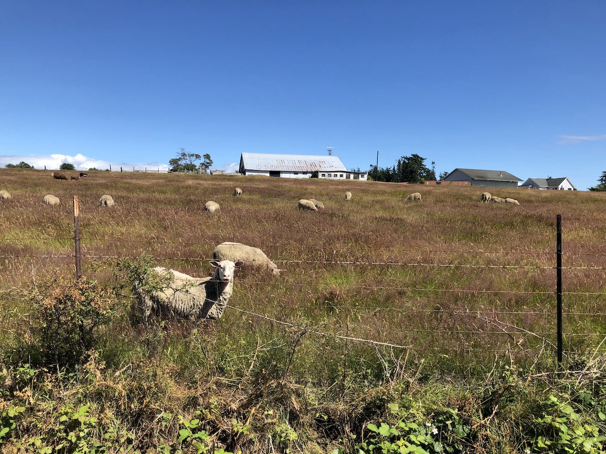 Lummi Island Sheep Farm