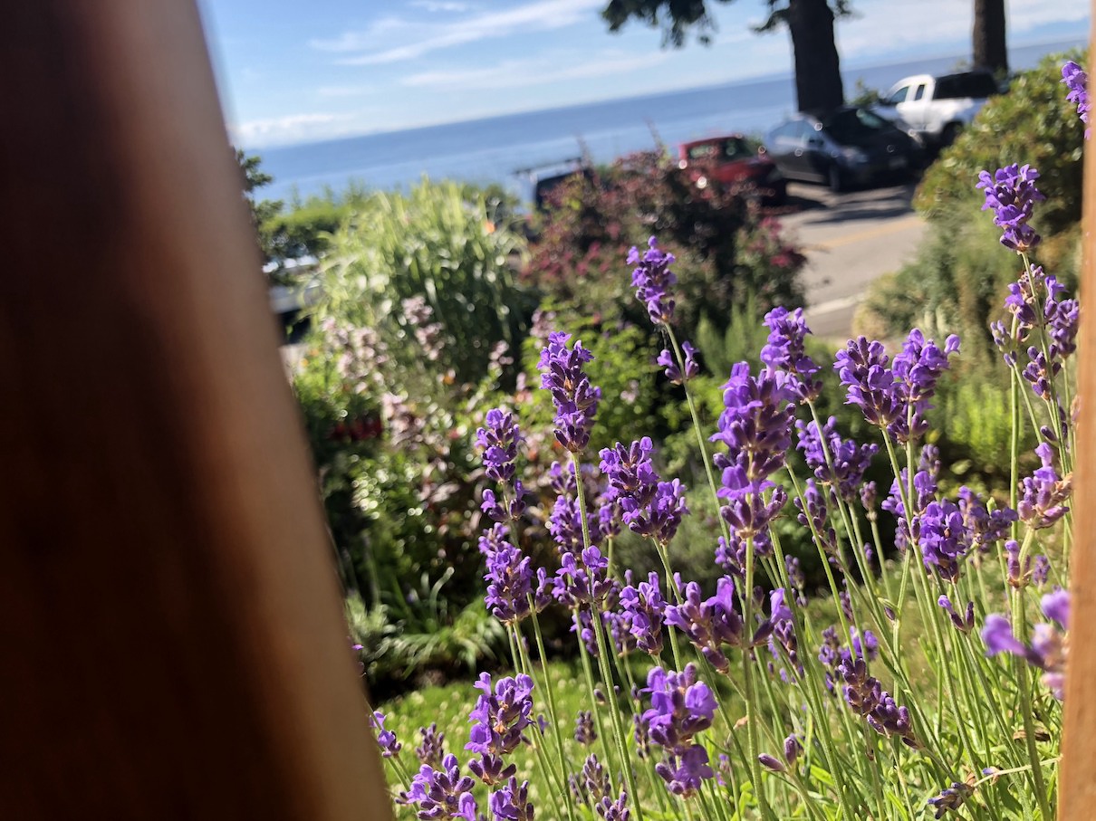 Lavender growing at The Willows Inn