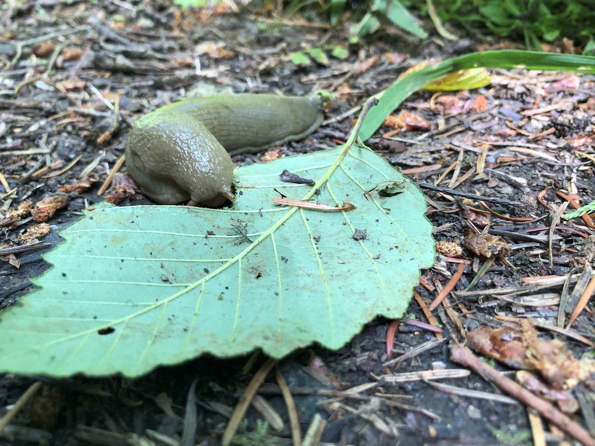 Banana slug on Lummi Island