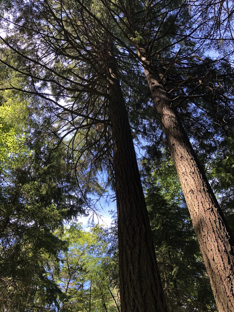 Tall trees on Lummi Island