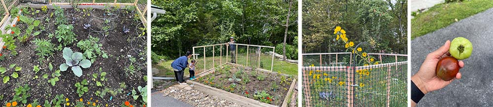 Vegetable garden in Rhinebeck